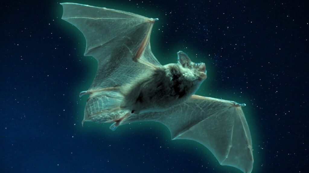 Bats in The US Can Glow Ghostly Green, And Scientists Have No Idea Why : ScienceAlert Glowing bat header.jpg