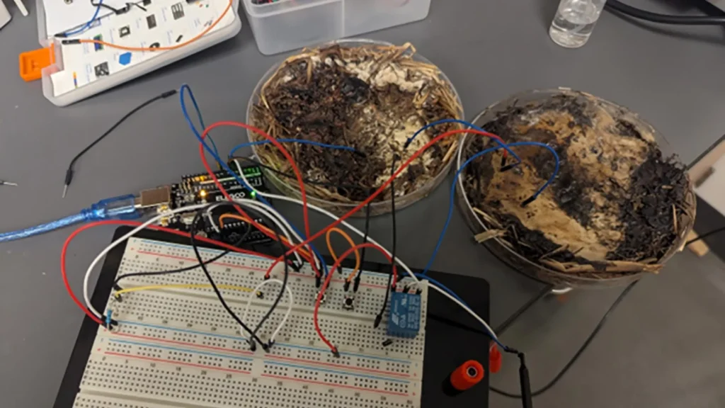 Living computers powered by mushrooms Living computer powered by mushrooms.webp.webp
