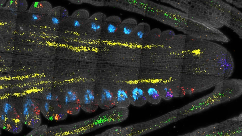 Maize stem cells.webp.webp