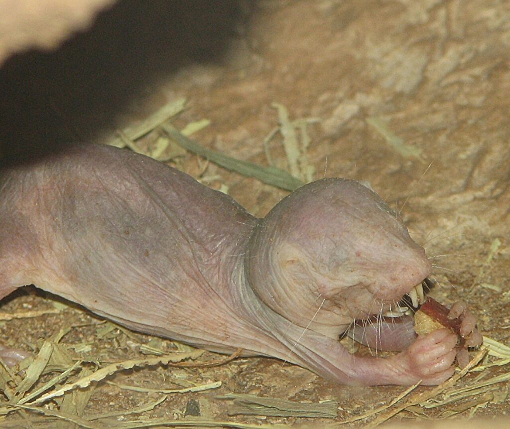 Naked mole rat.jpg