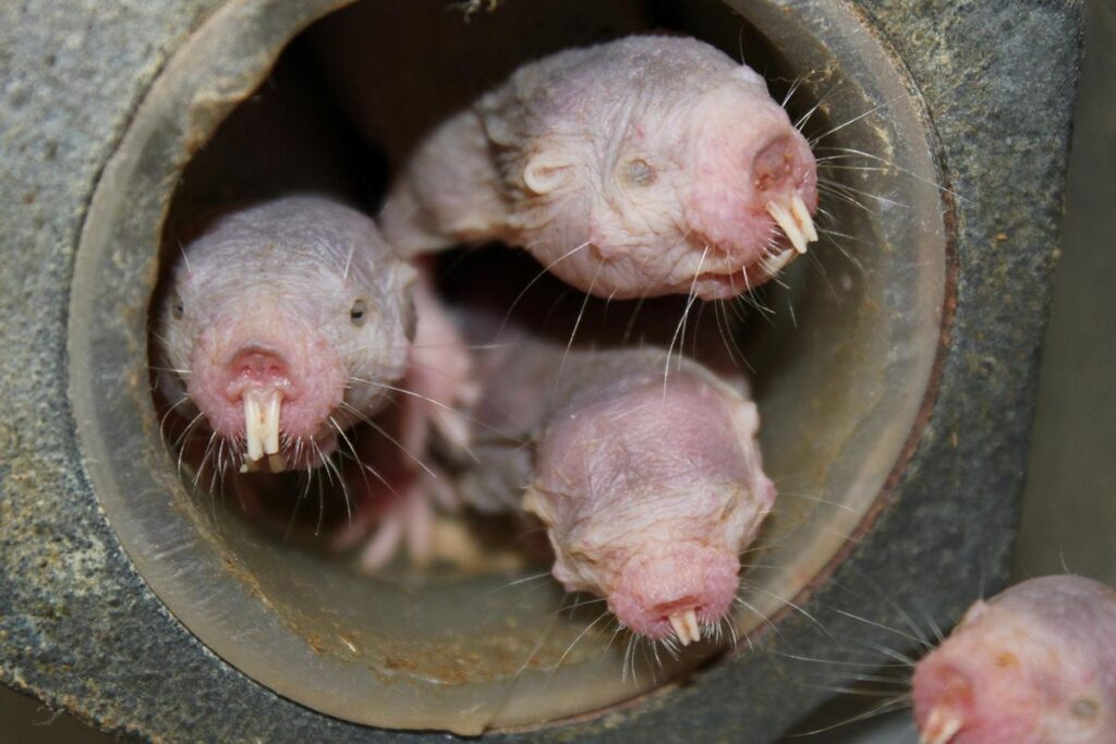 Naked mole rats.jpg