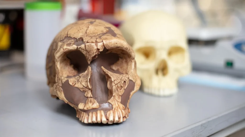 Neanderthal and modern human skulls.webp.webp