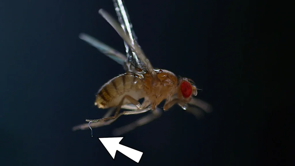 Nematode attached to fly leg.webp.webp