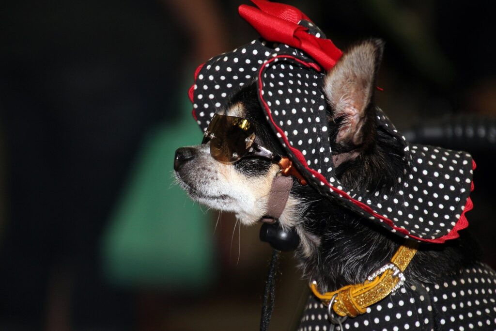 Why the rise of ‘fur baby’ culture is fueling overtreatment and major animal welfare issues Pet dressed up.jpg