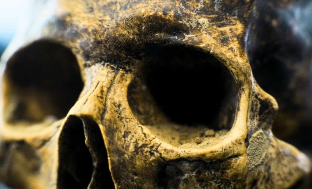 Prehistoric skull.jpg