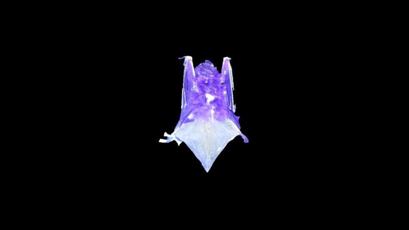 Certain species of bats can glow under UV light. Scientists don’t know why Thumbnail labo2812.jpg