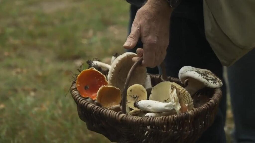Urlhttps3a2f2fassets.apnews.com2fc82fdf2fc16dedf92e30281451d981cc74642fger mushroom hunting.jpeg