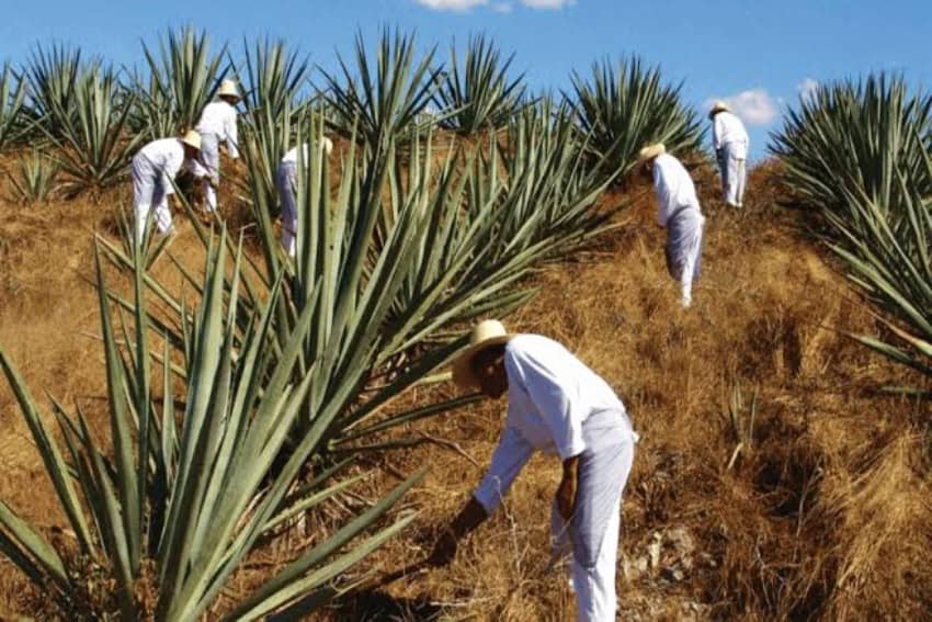 The ‘green gold’ miners from Korea: A forgotten diaspora 01 henequen fields yucatan.jpg
