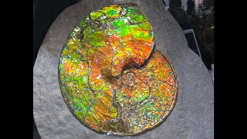 What causes the rainbow shimmer of ammolite gems? 103125 mt ammolite feat.jpg