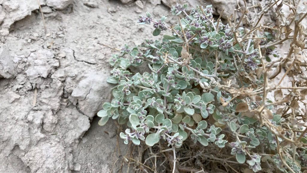 A special shape shift helps a shrub thrive in blistering heat 110625 sp deathvalley main.jpg