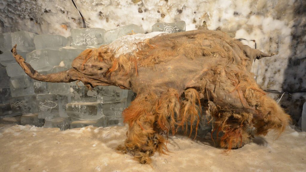 Science News40,000-year-old woolly mammoth RNA offers a peek into its last momentsAncient RNA from Yuka, a 40000-year-old woolly mammoth preserved in permafrost, can offer new biological insights into the Ice Age animal's life..1 day ago 111325 MR oldestRNA feat.jpg