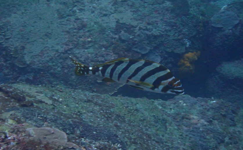 Natural Science NewsDetailed genetic map created for the Spottedtail morwongScientists created a detailed genetic blueprint for the spottedtail morwong, a valuable food fish. This unlocks potential for breeding….1 hour ago 16329 main.jpg