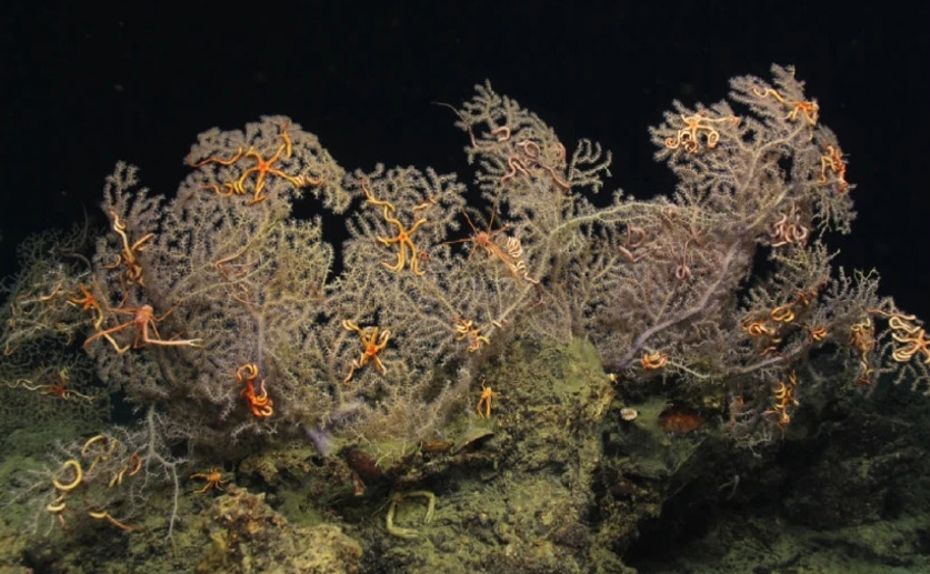 Deep-sea corals thrive alongside bacteria that convert sulfur into energy 16686 main.jpg