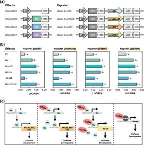 New genetic regulators uncovered for tomato’s natural defense hairs 1762460537 public.jpeg