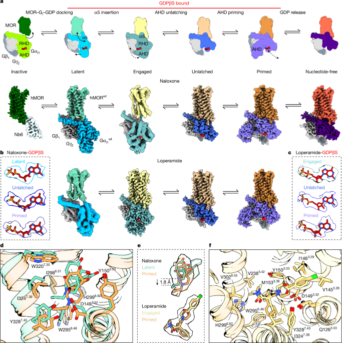 Structural snapshots capture nucleotide release at the μ-opioid receptor 41586 2025 9677 fig1 html.png