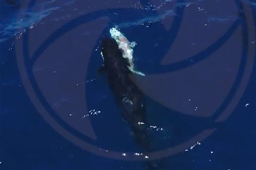 Orcas Filmed Hunting Great White Sharks and Eating Their Livers with Each Other in Amazing Footage 539b19aa39c2cd0eafa76b40c477ce2c.jpeg