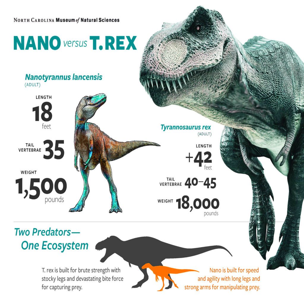T. rex history is completely rewritten by discovery of ‘Nanotyrannus’ Nanotyrannus vs tyrannosaurus rex schematic ncmns 1big.jpg