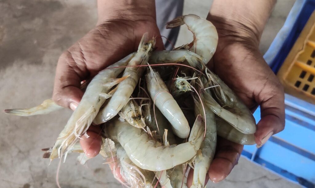 India is world’s second-largest shrimp producer. That is now under threat | Trade War News Vannamei shrimp 1762404788.jpg