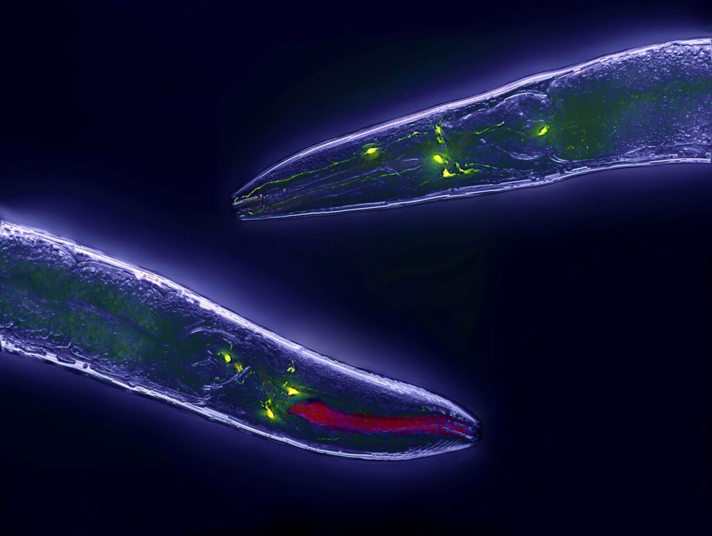 C elegans.jpg