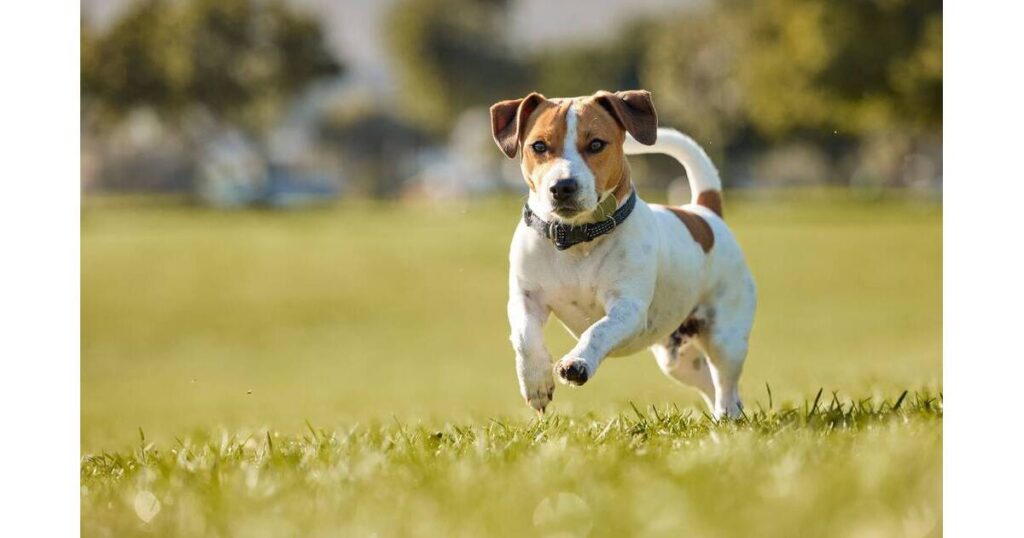 TAPintoYou might be reading your dog’s moods wrongMany dog owners can tell how their precious pooch is feeling, watching it wag its tail or raise its ears — at least, they think they can..3 hours ago Facebook 9b2061edf4df21ae637b mini magick20251104 838039 eztxw.jpg