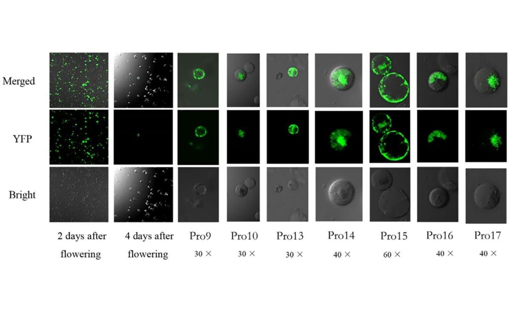 Gene controls flower color in safflower by influencing pigment production 17825 main.jpg