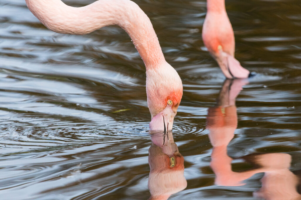 Flamingos hunt by creating their own underwater tornadoes GettyImages 1189949597 scaled.jpg